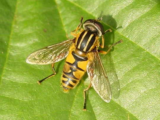 Gemeine Sumpfschwebfliege, Helophilus pendulus