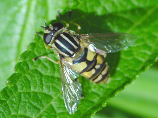 Gemeine Sumpfschwebfliege, Helophilus pendulus