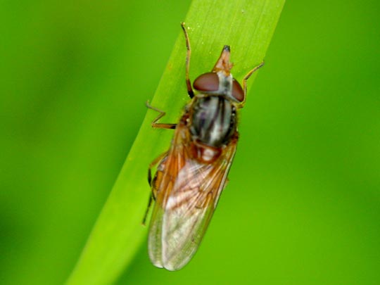 Gemeine Schnauzenschwebfliege, Rhingia campestris
