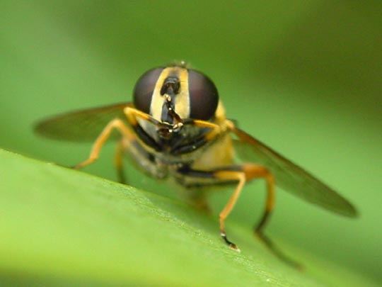 Gemeine Sumpfschwebfliege, Helophilus pendulus