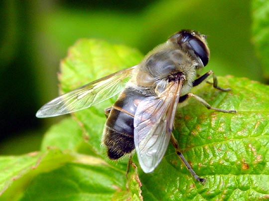 Mistbiene, Eristalis tenax