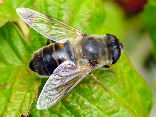 Mistbiene, Eristalis tenax
