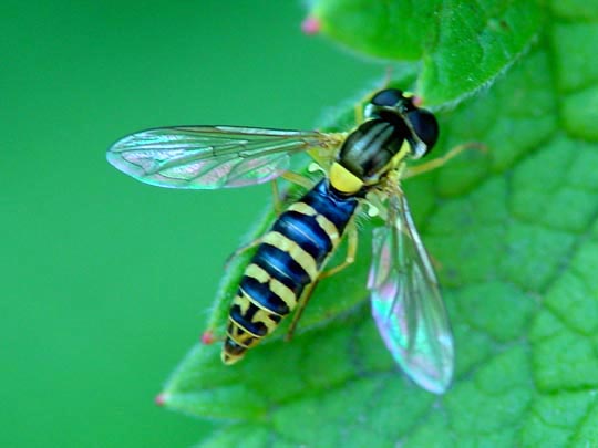 Stiftschwebfliege, Sphaerophoria