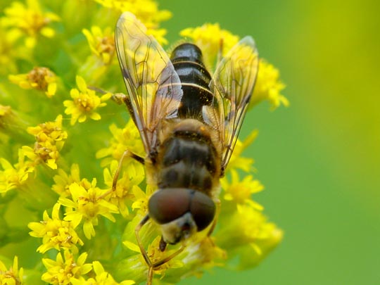 Gemeine Keilfleckschwebfliege, Wald-Mistbiene, Eristalis pertinax