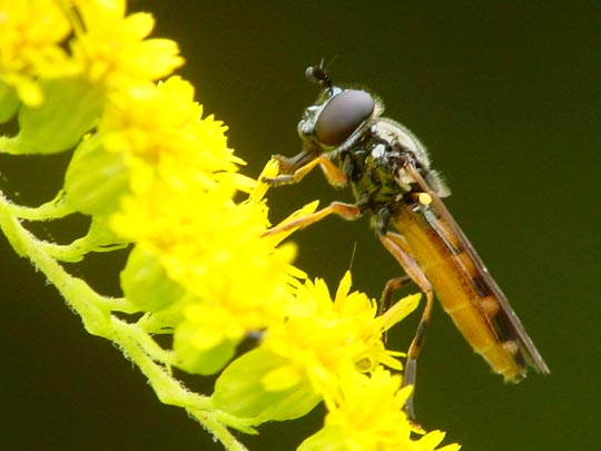 Gemeine Keilfleckschwebfliege, Wald-Mistbiene, Eristalis pertinax