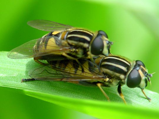 Gemeine Sumpfschwebfliege, Helophilus pendulus