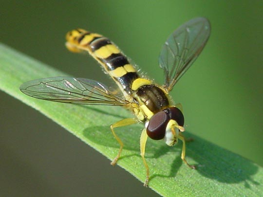 Sphaerophoria