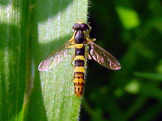Gewöhnliche Langbauchschwebfliege, Sphaerophoria scripta