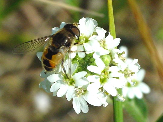 Eristalis arbustorum, Kleine Keilfleckschwebfliege
