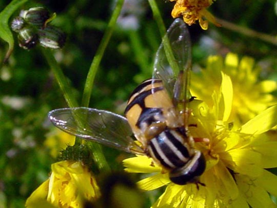 Grosse Sumpfschwebfliege, Helophilus trivittatus