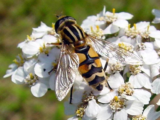 Grosse Sumpfschwebfliege, Helophilus trivittatus