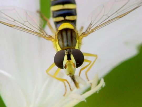 Sphaerophoria