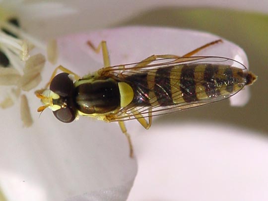 Sphaerophoria