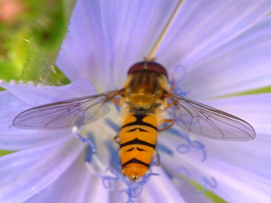 Gemeine Winterschwebfliege, Episyrphus balteatus