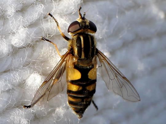 Gemeine Sumpfschwebfliege, Helophilus pendulus