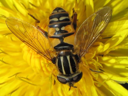 Gemeine Sumpfschwebfliege, Helophilus pendulus