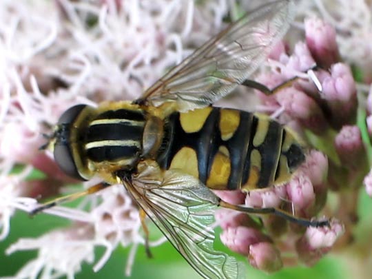 Gemeine Sumpfschwebfliege, Helophilus pendulus