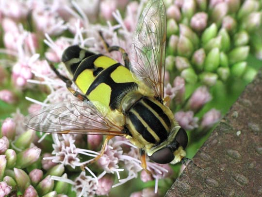 Grosse Sumpfschwebfliege, Helophilus trivittatus