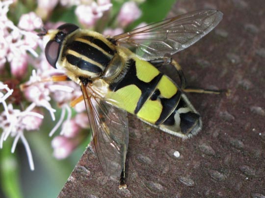 Grosse Sumpfschwebfliege, Helophilus trivittatus