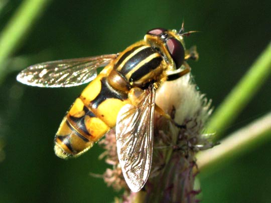 Helle Sumpfschwebfliege, Helophilus hybridus