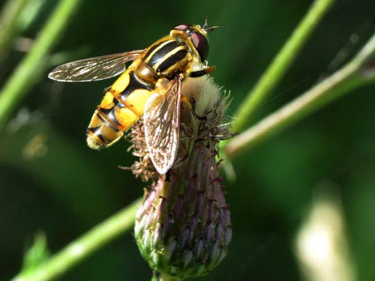 Helle Sumpfschwebfliege, Helophilus hybridus
