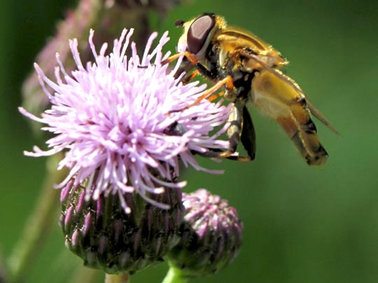 Helle Sumpfschwebfliege, Helophilus hybridus