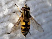 Gemeine Sumpfschwebfliege, Helophilus pendulus