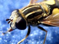 Gemeine Sumpfschwebfliege, Helophilus pendulus