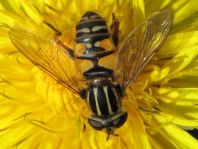 Gemeine Sumpfschwebfliege, Helophilus pendulus