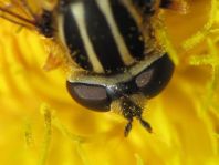 Gemeine Sumpfschwebfliege, Helophilus pendulus