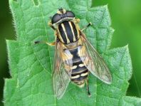 Gemeine Sumpfschwebfliege, Helophilus pendulus