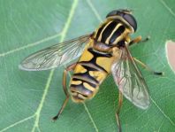 Gemeine Sumpfschwebfliege, Helophilus pendulus