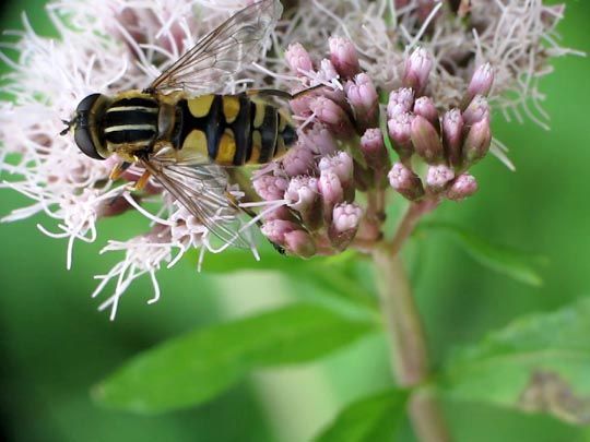 Gemeine Sumpfschwebfliege, Helophilus pendulus