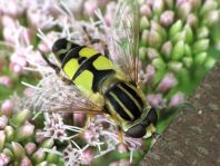 Große Sumpfschwebfliege, Helophilus trivittatus