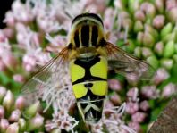 Große Sumpfschwebfliege, Helophilus trivittatus
