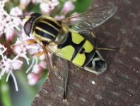 Große Sumpfschwebfliege, Helophilus trivittatus
