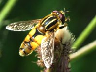 Helle Sumpfschwebfliege, Helophilus hybridus