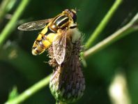 Helle Sumpfschwebfliege, Helophilus hybridus