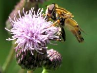 Helle Sumpfschwebfliege, Helophilus hybridus