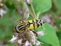 Große Sumpfschwebfliege, Helophilus trivittatus