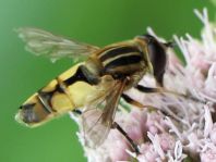 Helle Sumpfschwebfliege, Helophilus hybridus