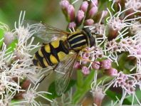 Gemeine Sumpfschwebfliege, Helophilus pendulus
