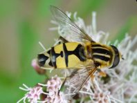 Große Sumpfschwebfliege, Helophilus trivittatus