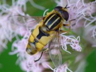 Helle Sumpfschwebfliege, Helophilus hybridus