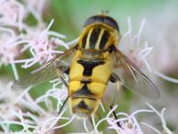 Helle Sumpfschwebfliege, Helophilus hybridus
