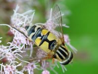 Große Sumpfschwebfliege, Helophilus trivittatus