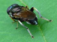 Xylota segnis, Gemeine Langbauchschwebfliege
