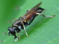 Xylota segnis, Gemeine Langbauchschwebfliege