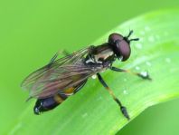 Platycheirus granditarsus