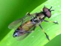 Platycheirus granditarsus